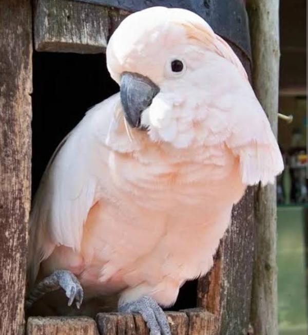 นกกระตั้วสีส้มๆ 1
