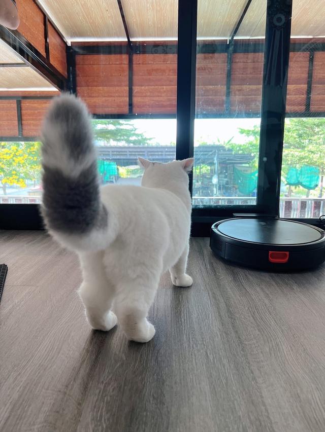 เเมวบริติชช๊อตแฮร์WCF