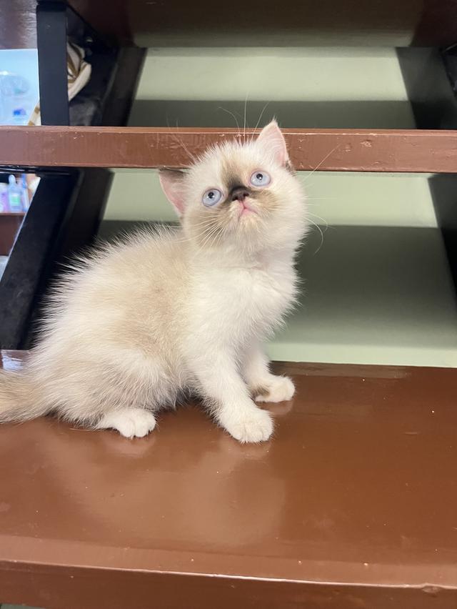 แมว สก๊อตผสมเปอเซีย 🔥🔥🔥🔥 รูปที่ 5