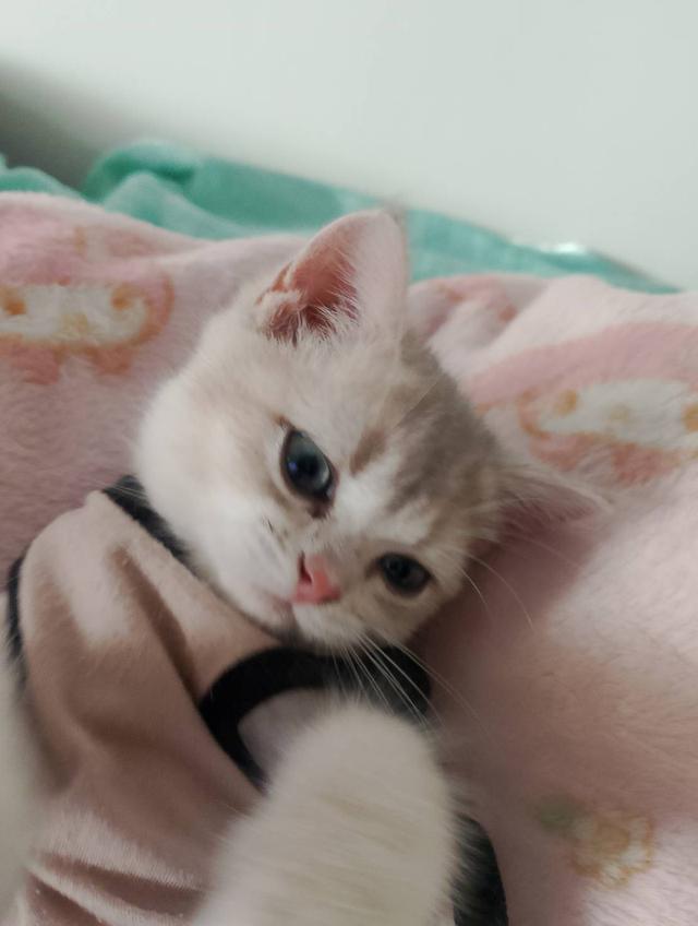 British ShortHair for sales