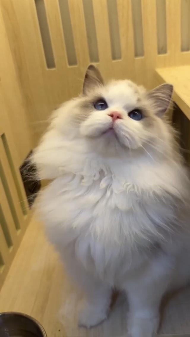 แมวแร็กดอลเด็กชาย 7เดือนหล่อขี้อ้อน รูปที่ 2