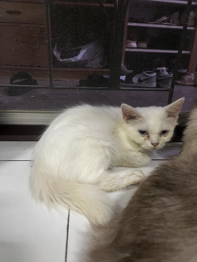 ขายแมววเด็กหาบ้านให้แมวเด็กขาวมณี รูปที่ 4