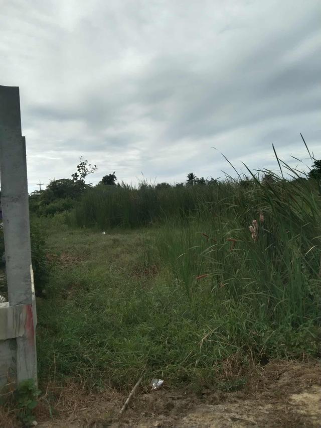 ขายที่ดินนครปฐม ถ.มาลัยแมน ต.ลำพยา อ.เมือง ราคาถูกทำเลทอง 6