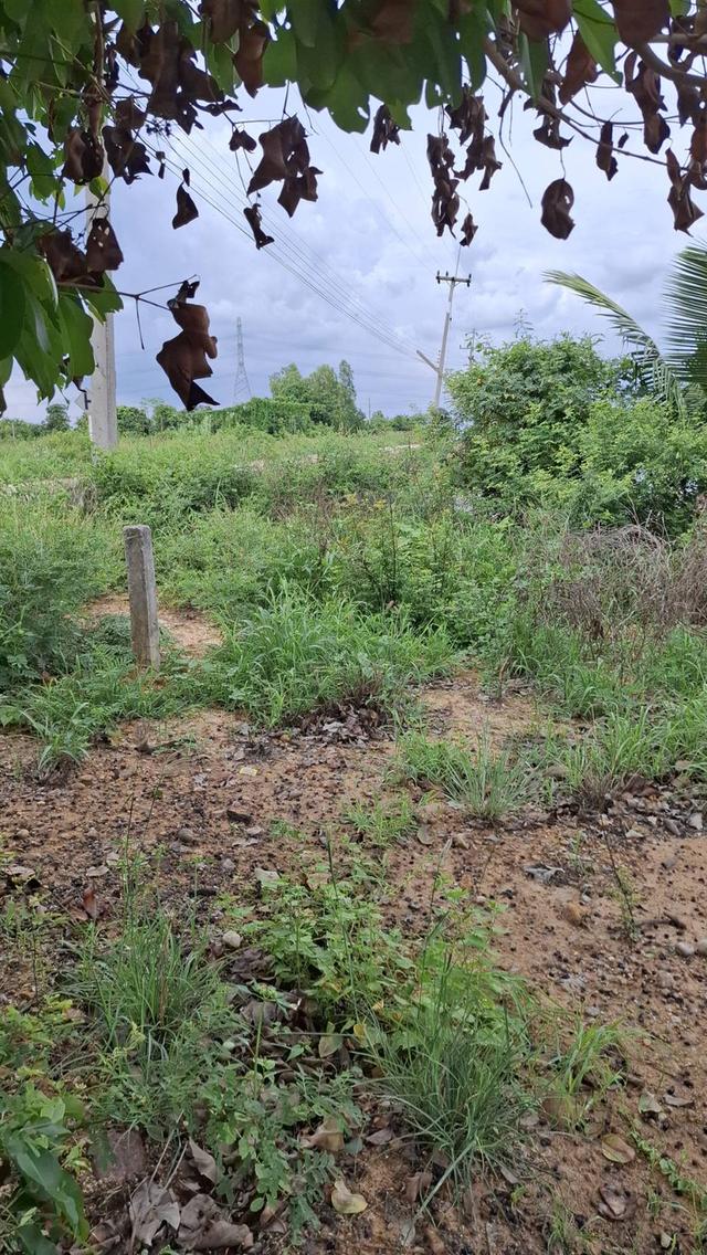 ขายที่ถมแล้ว ขายถูก ใกล้ถนนทางหลวง 3025 ( ท่าข้าม-สระสี่เหลี่ยม ) เนื้อที่  200  ตรว. ต.ท่าข้าม อ.พนัสนิคม จ.ชลบุรี 1