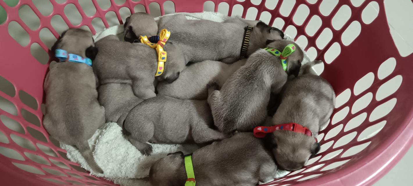 ขายน้องปั๊กแท้ ชลบุรีครับ 2
