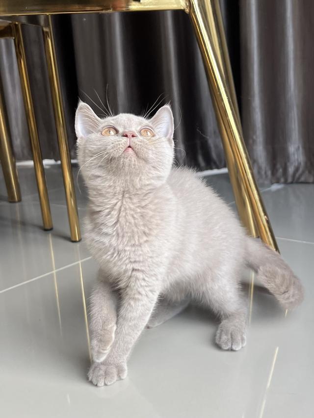 ลูกแมว บริติช ช็อตแฮร์ เพศเมีย พ่อแม่นำเข้า