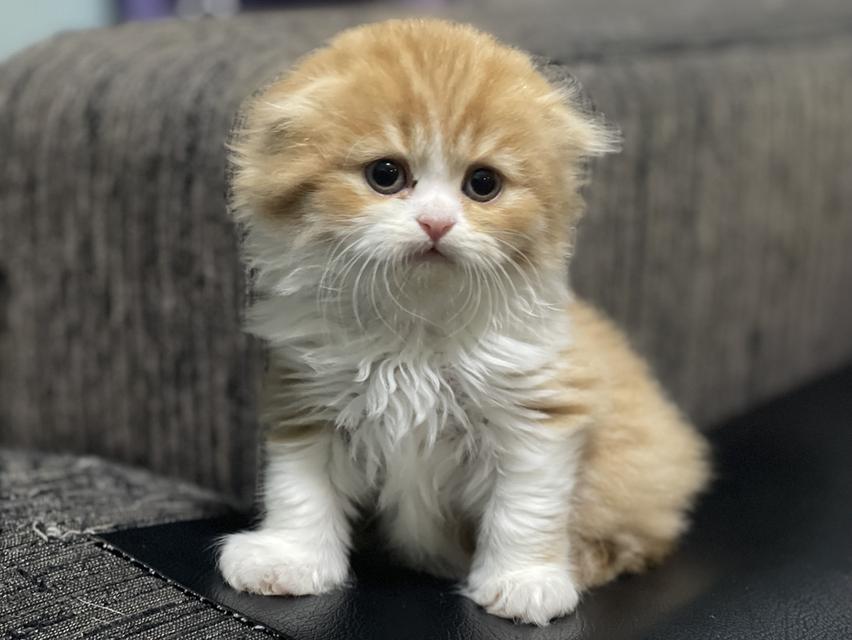 น้องส้มมงคล-เพศผู้(เกิด19/9/68)