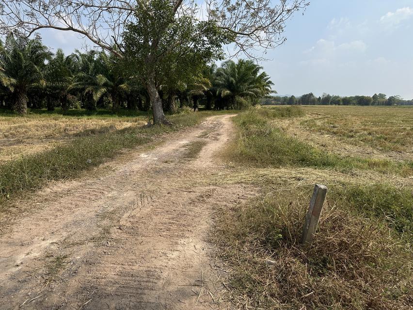 ขายที่ดิน เนื้อที่ 13-2-31.5 ไร่ ตำบลสาริกา อำเภอเมือง จังหวัดนครนายก 9