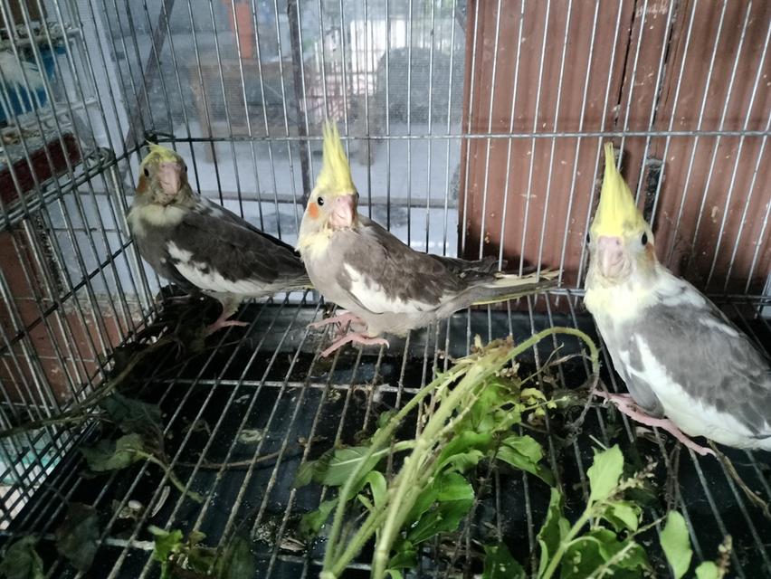ลูกป้อน 2