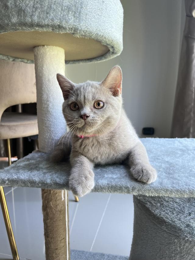 ลูกแมว บริติช ช็อตแฮร์ ใบเพ็ดนอกWCF(British Shorthair) 3