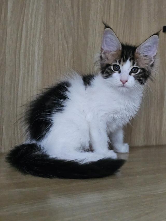 ลูกแมว สายพันธ์เมนคูนแท้ รูปที่ 10
