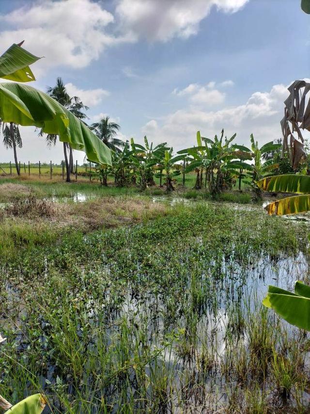 ขายที่ดินติดถนนลำลูกกา คลอง13 3