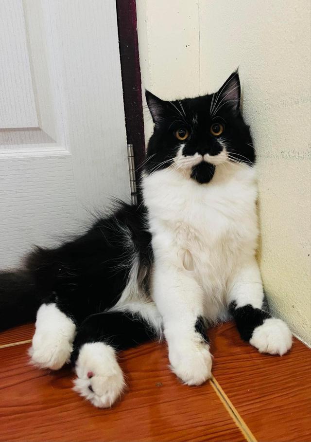  ขายพ่อพันธุ์น้องแมวเปอร์เซีย สีขาวดำ