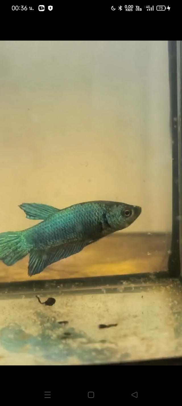 ปลากัดสวยงาม ปลากัด ปลากัดแฟนซี รูปที่ 3