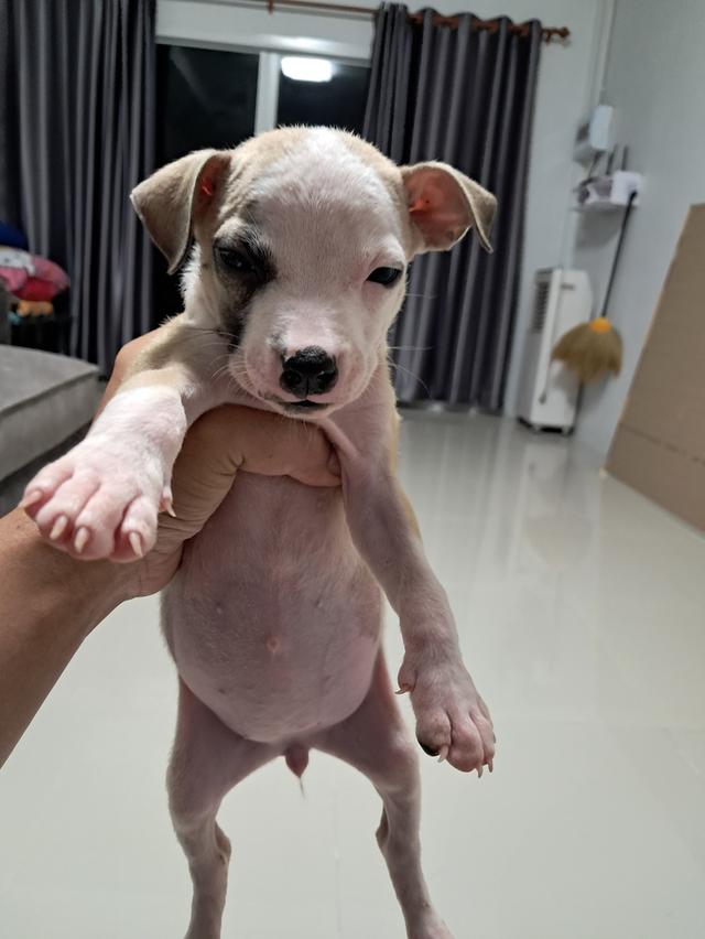 ลูกสุนัข 4
