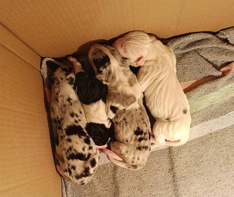 สุนัข เกรทเดน Greatdane รูปที่ 2