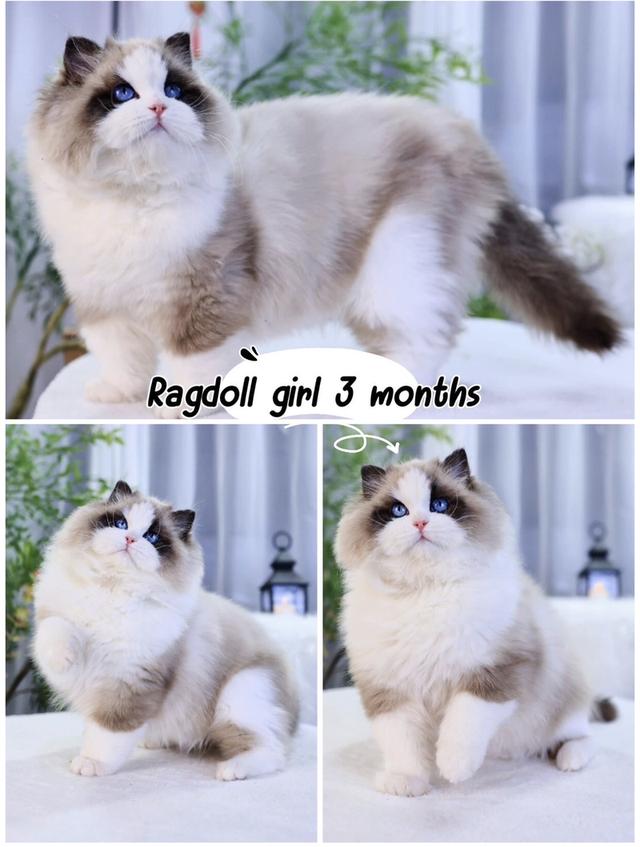 Ragdoll ฟรอมสวยนำเข้า🇨🇳มีประกันทุกคน มีทำวัคซีน ตรวจโรคเอสด์ ลูคีเมีย หัด โคโรนาและตรวจสุขภาพก่อนย้ายค่ะ รูปที่ 5