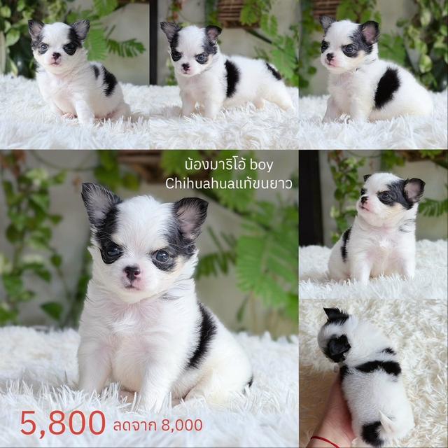 ชิวาวาแท้ ขนยาว พิกัดรามอินทรา รูปที่ 6