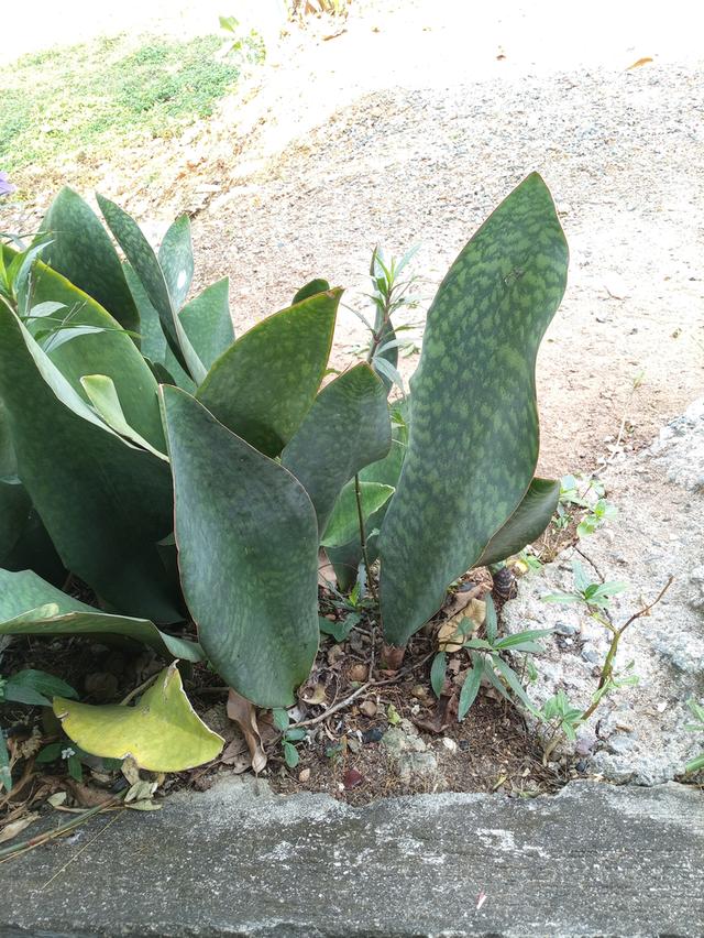 ครีบปลาวาฬไ้ฟอกอากาศ รูปที่ 5