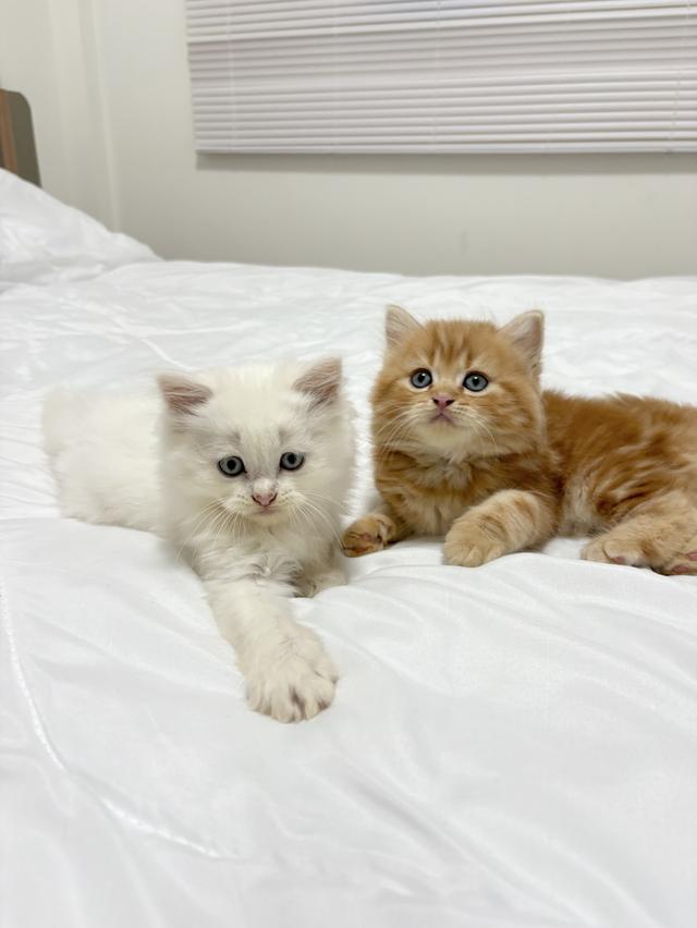 ❌ได้บ้านแล้ว เปอร์เซียแท้ ขาว/ส้ม พร้อมย้าย 2