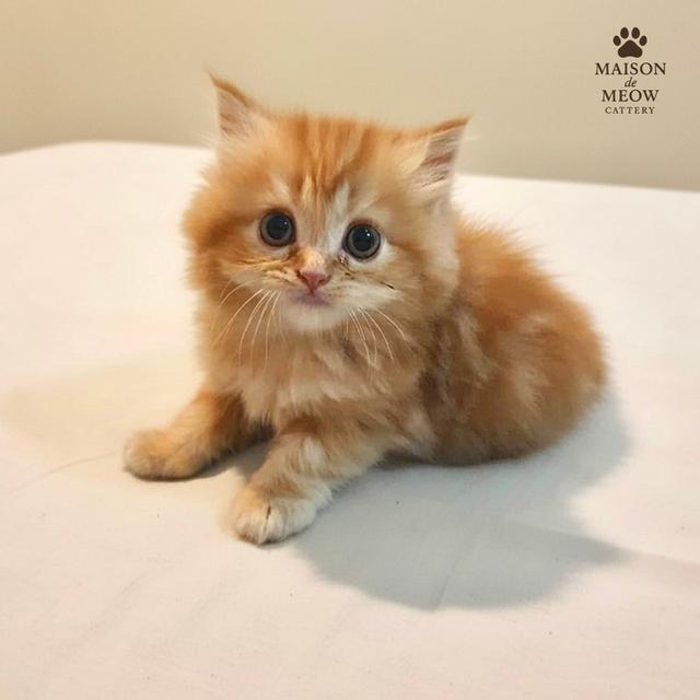 ❌🏠ได้บ้านแล้ว เปอร์เซียแท้ ส้มล้วน ดช 2