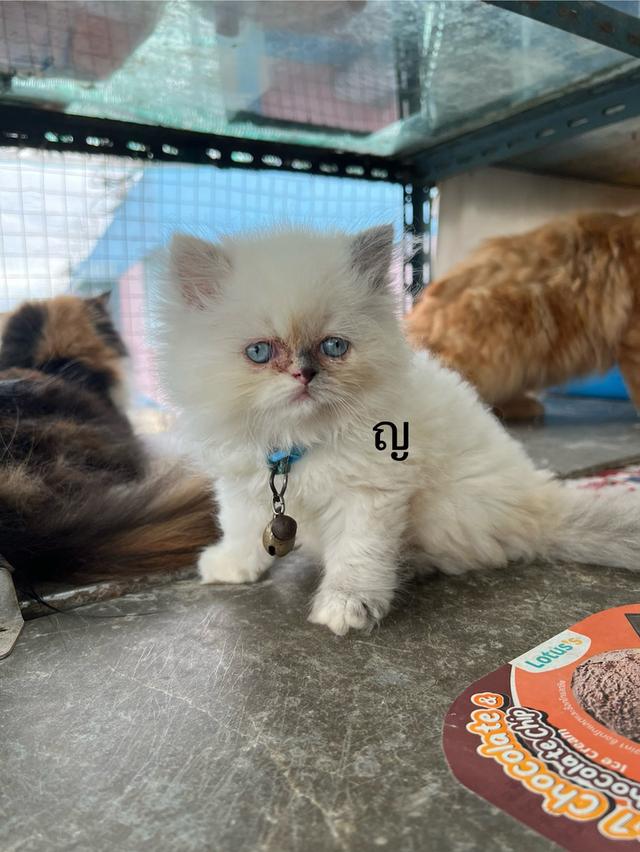 ลูกแมว 10