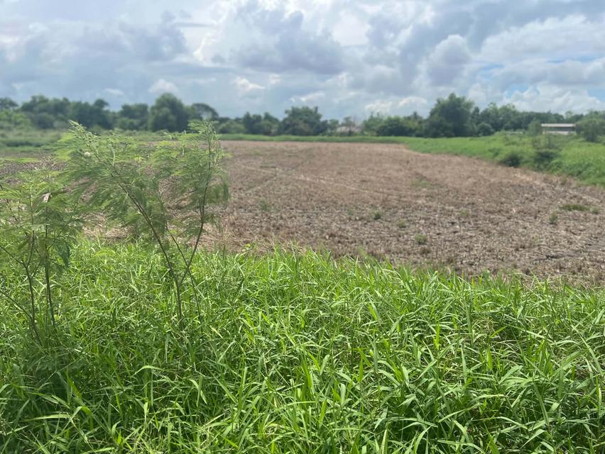 ที่ดินคลองสิบลำลูกกา ทางด่วนลง หน้าติดถนน หลังติดคลอง มีหลายแปลง 3 ไร่ 4 ไร่ 5 ไร่ 3