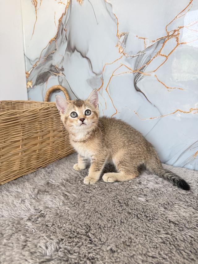 ลูกแมวพันธุ์บริติชแท้