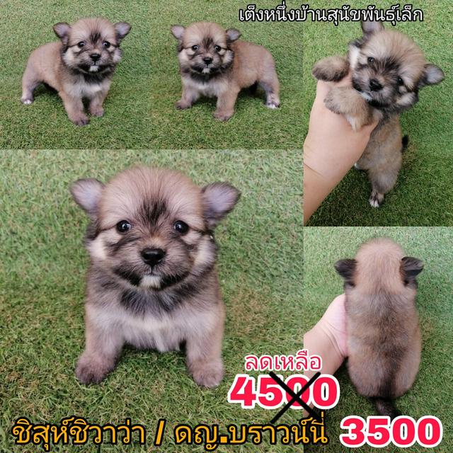 ด่วน !! ปกติ 4500 ลดเหลือเริ่ม 3500  ปอมผสมชิวาว่า พร้อมย้าย