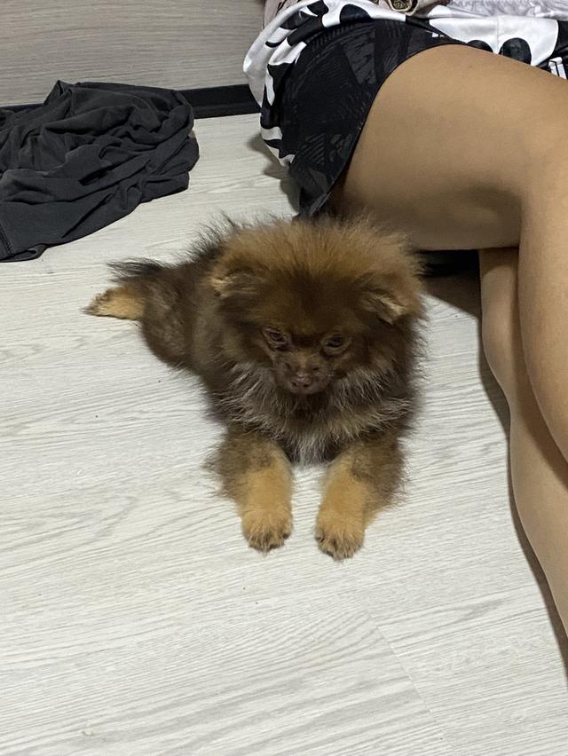 น้องหมาปอมแท้ อายุ3เดือน