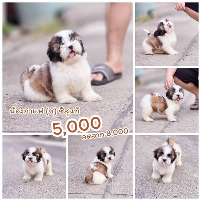 ชิสุแท้ เพศผู้