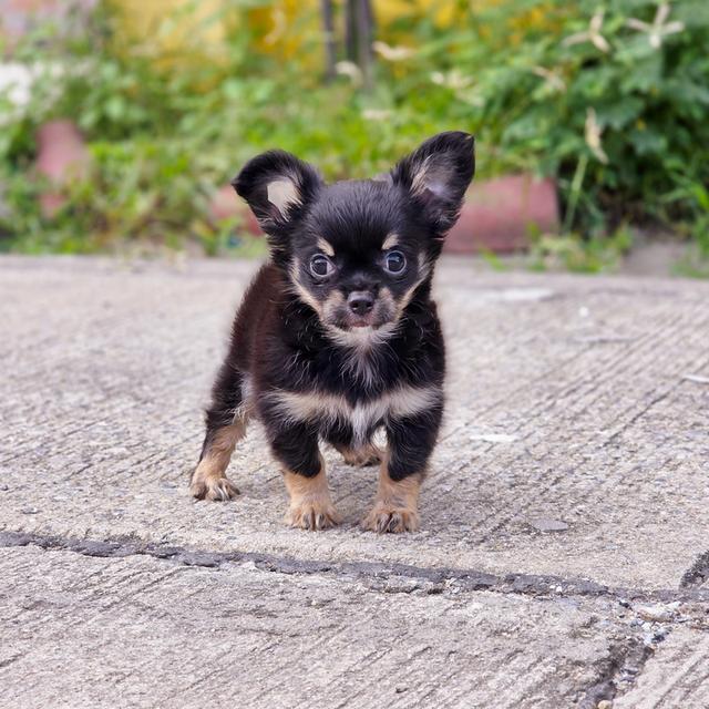 ชิวาวาขนยาวหนุ่มหล่อสีแบล็คแทน 7