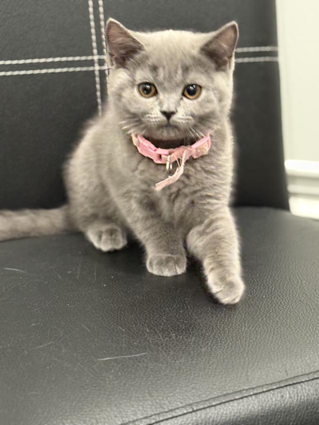 โดนจุ๊ฟแล้ว ปิดการขาย บริติช ช็อตแฮร์ สีบลู รูปที่ 4