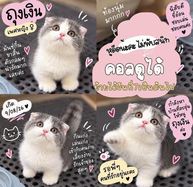 แมวมันช์กิ้นขาสั้น วัคซีนให้ก่อนย้ายทุกคน ตรวจโรคและสุขภาพให้ฟรี