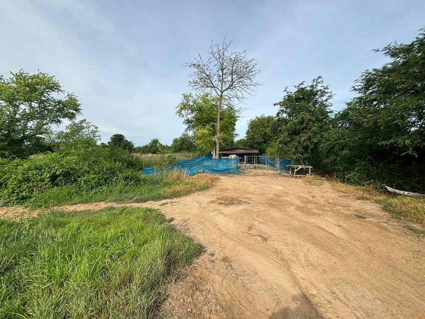 ✨ที่ดินว่างเปล่า 5 ไร่ รางพิกุล กำแพงแสน นครปฐม✨ 3