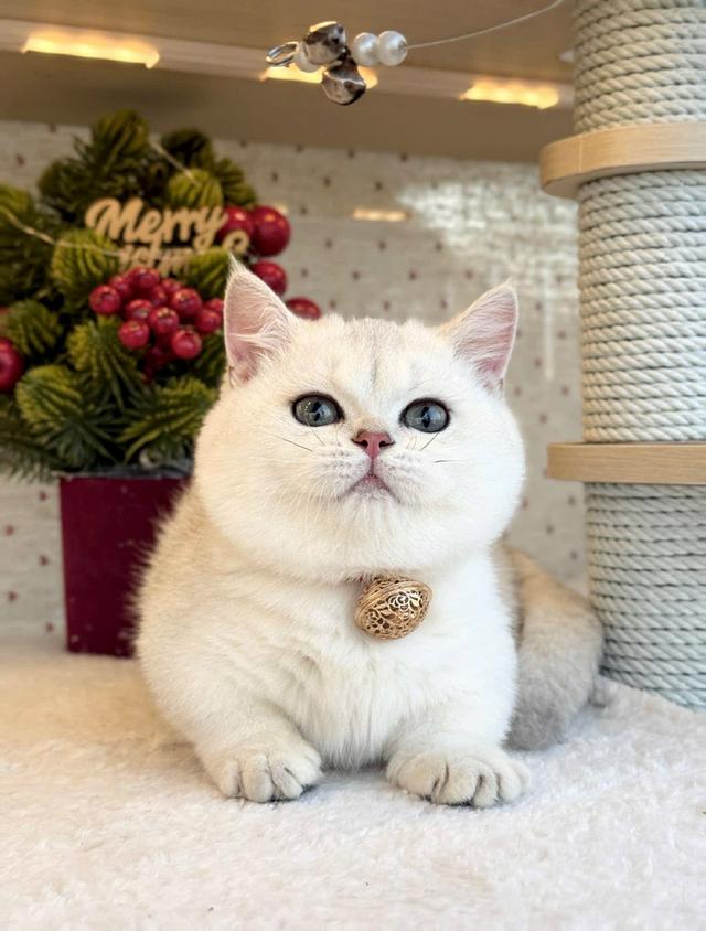 แมวมันช์กิ้น เด็กชายns 12