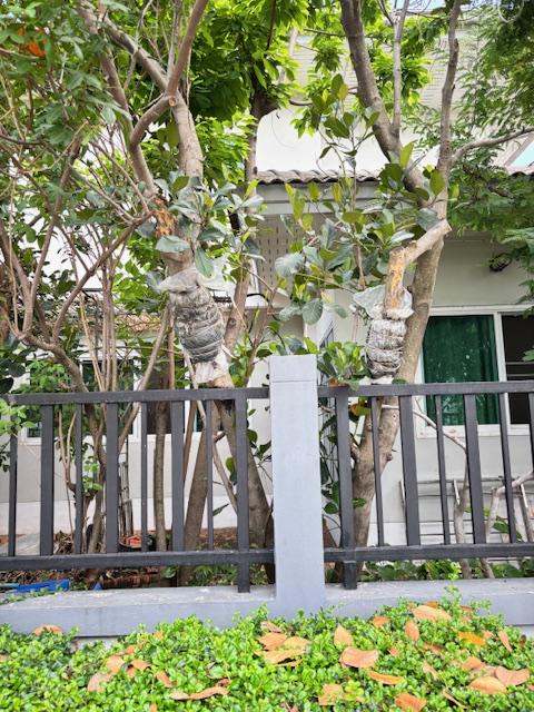บ้านเดี่ยว 2 ชั้น 2