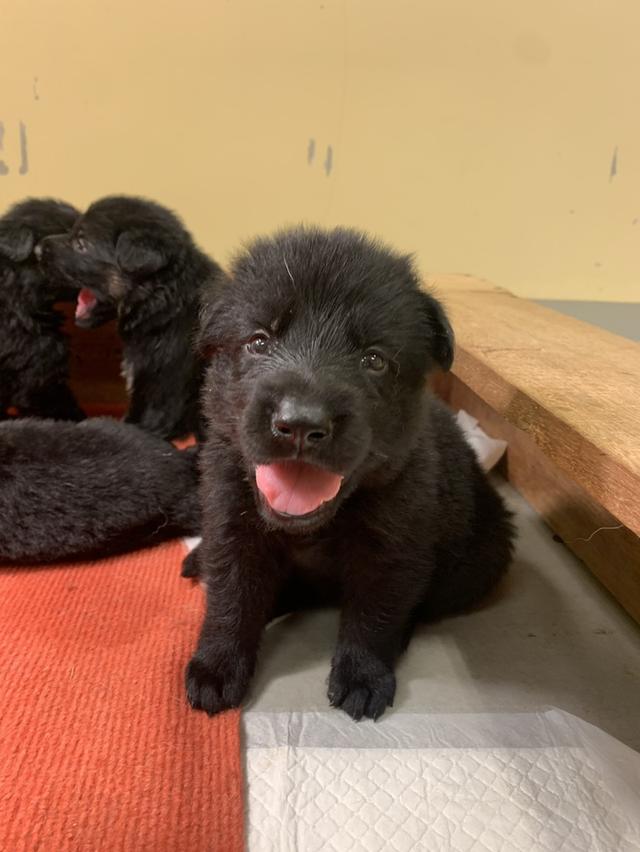 ลูกสุนัขเยอรมันเชพเพิร์ด