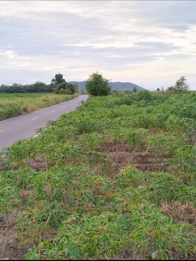 ขายที่ดิน 2