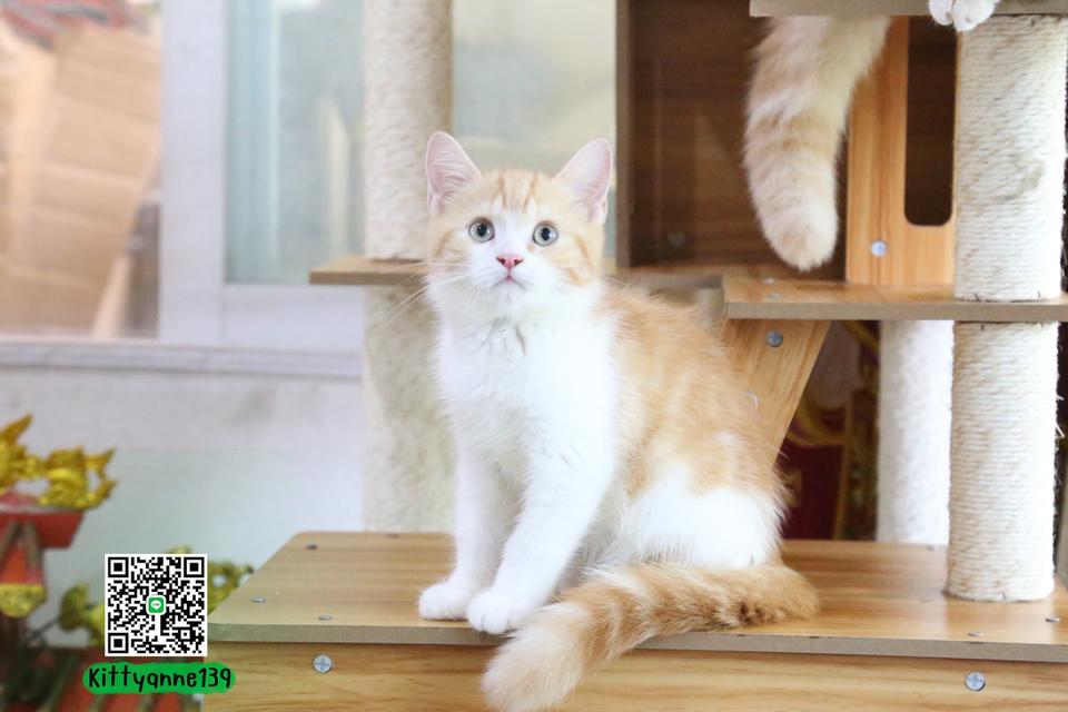 ลูกแมวบริติชหิมาลายันพร้อมย้ายบ้าน รูปที่ 5