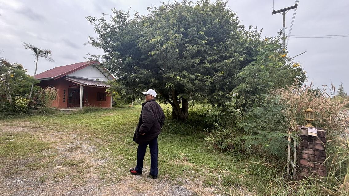 บ้านพร้อมที่ดิน 4 ไร่ 2 งาน 3.2 ล้าน อ.วังน้ำเขียว 9