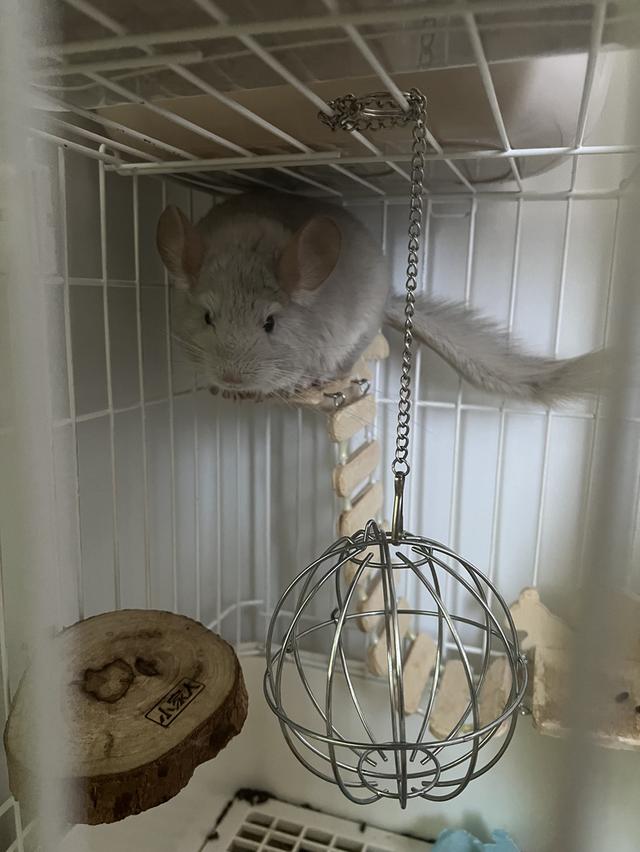 ชินชิล่า blue diamond มีใบ หาบ้านค่ะ 3