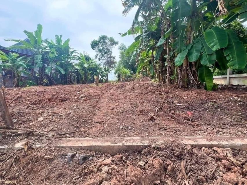 ขายที่ดิน ตรงข้าม Sunflower Residence , มีเพื่อนบ้าน ใกล้ ร้านอาหารริมทะเล เซเว่นหน้าปากซอย เหมาะทำบ้านพักตากอากาศ หรือ ลงทุน ซื้อเก็บ ฯ 8