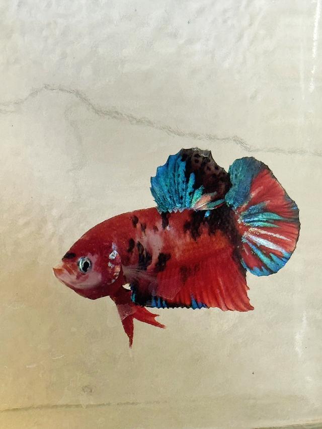 ปลากัดสวยงาม ปลากัดหม้อ ปลากัดประจำชาติ