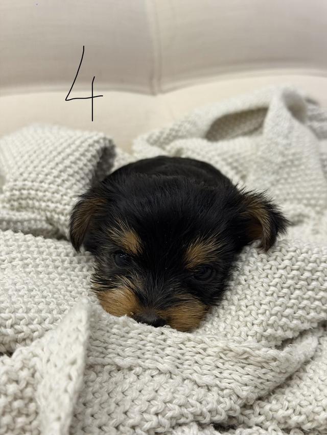 หมายอร์คเชียร์(Tcup) รูปที่ 5