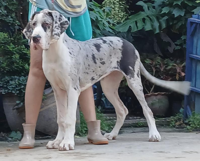 สุนัข เกรทเดน Great dane female for sale เพศเมีย