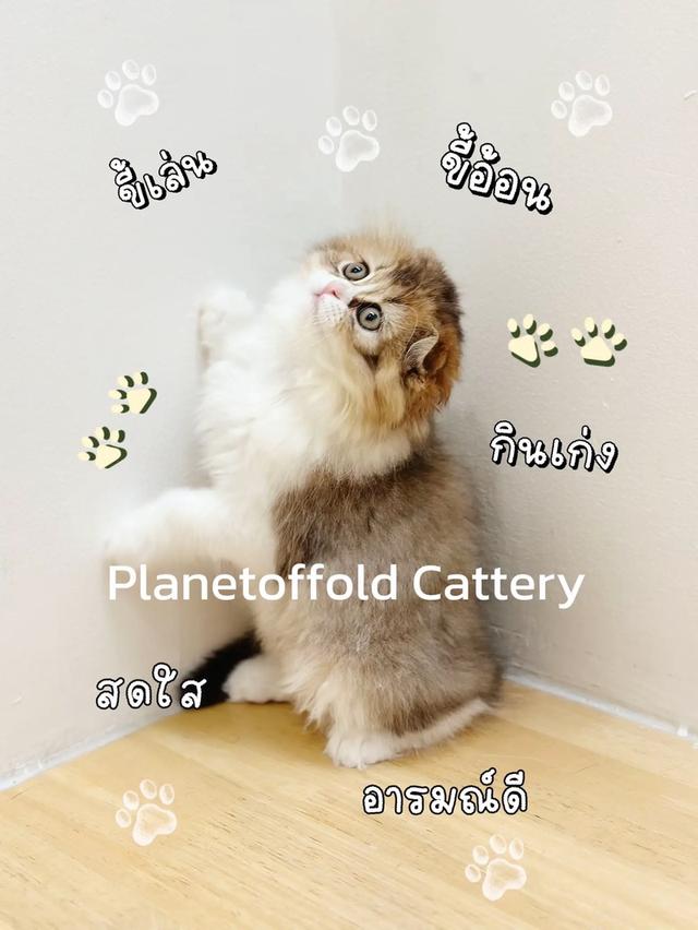 แมว Scottish fold
