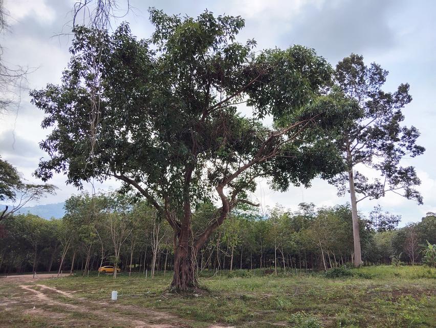 ที่ดิน 4 ไร่ เกาะสมุย 7