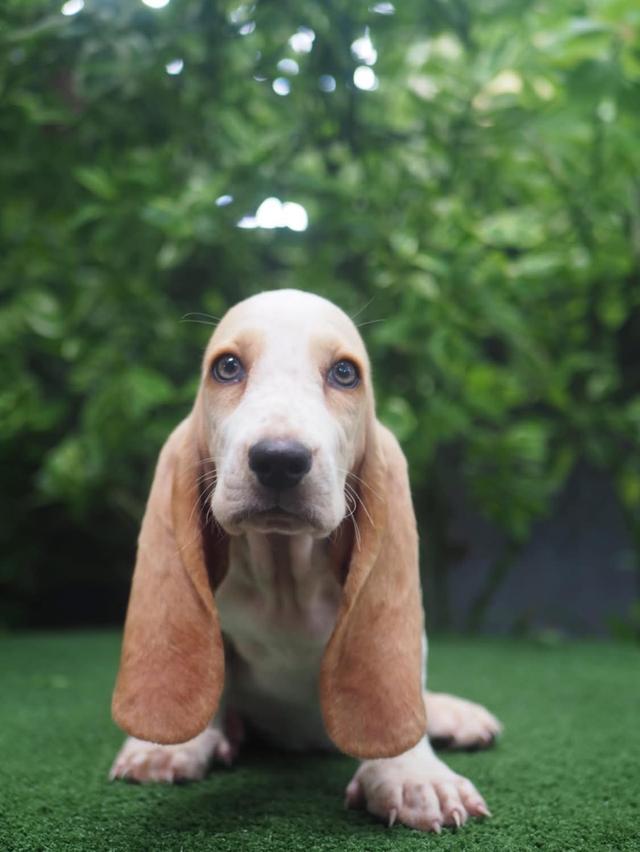 Basset Hound ขายสุนัขแสนน่ารัก