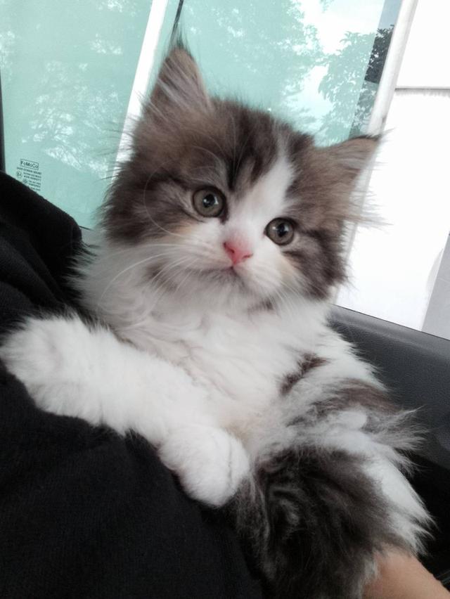 🌈เปิดจองน้องๆ ❤️ ขาวตาฟ้า ดำตาฟ้า ส้มกาฟิว สามสีตาฟ้า 8